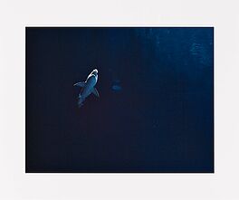 Taryn Simon - Great White Shark in Captivity Million-Gallon Outer Bay Monterey Bay Aquarium Monterey Califonia, 70387-121, Van Ham Kunstauktionen