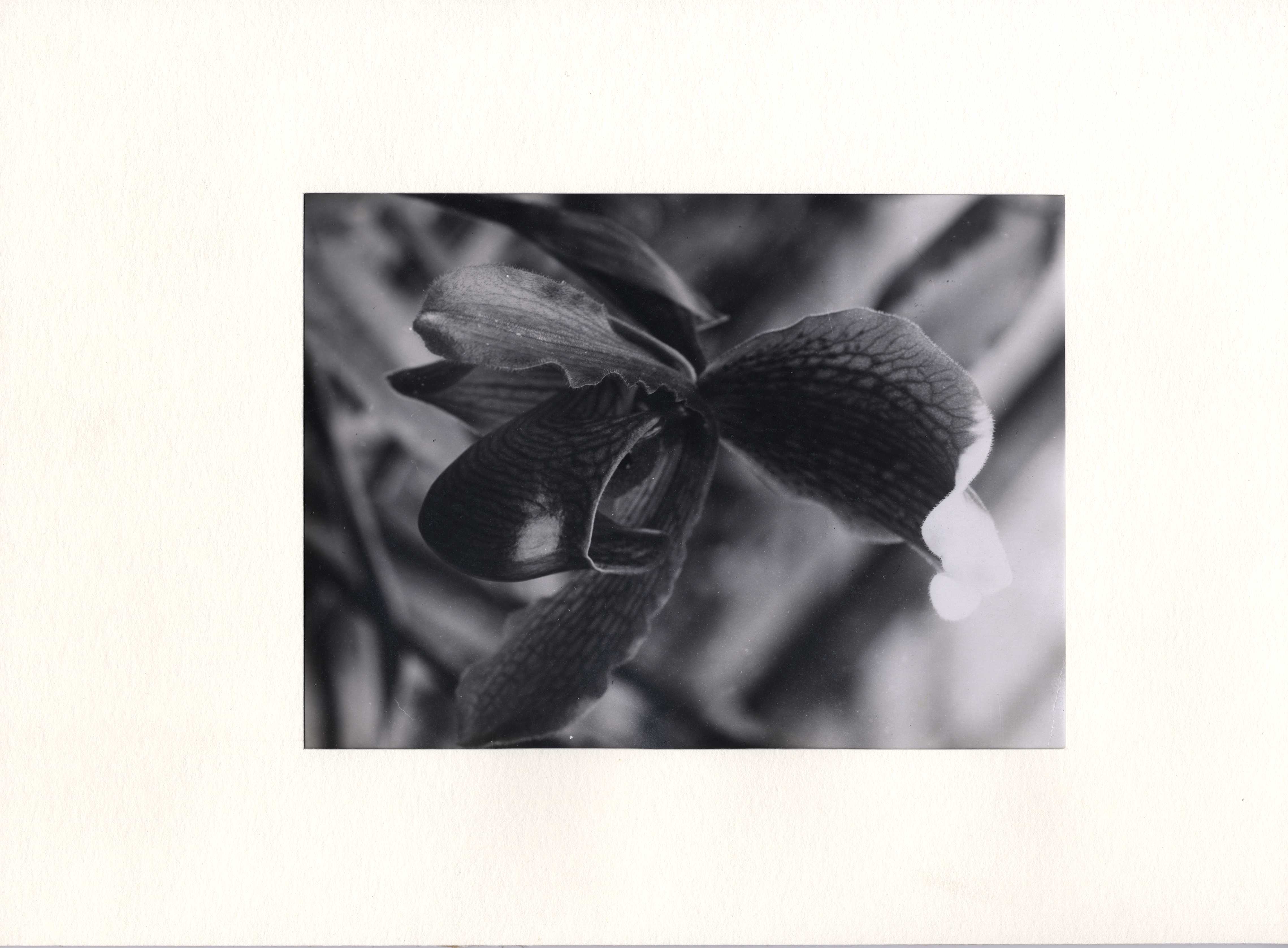 Albert Renger-Patzsch - Orchidaceae, 64054-14, Van Ham Kunstauktionen