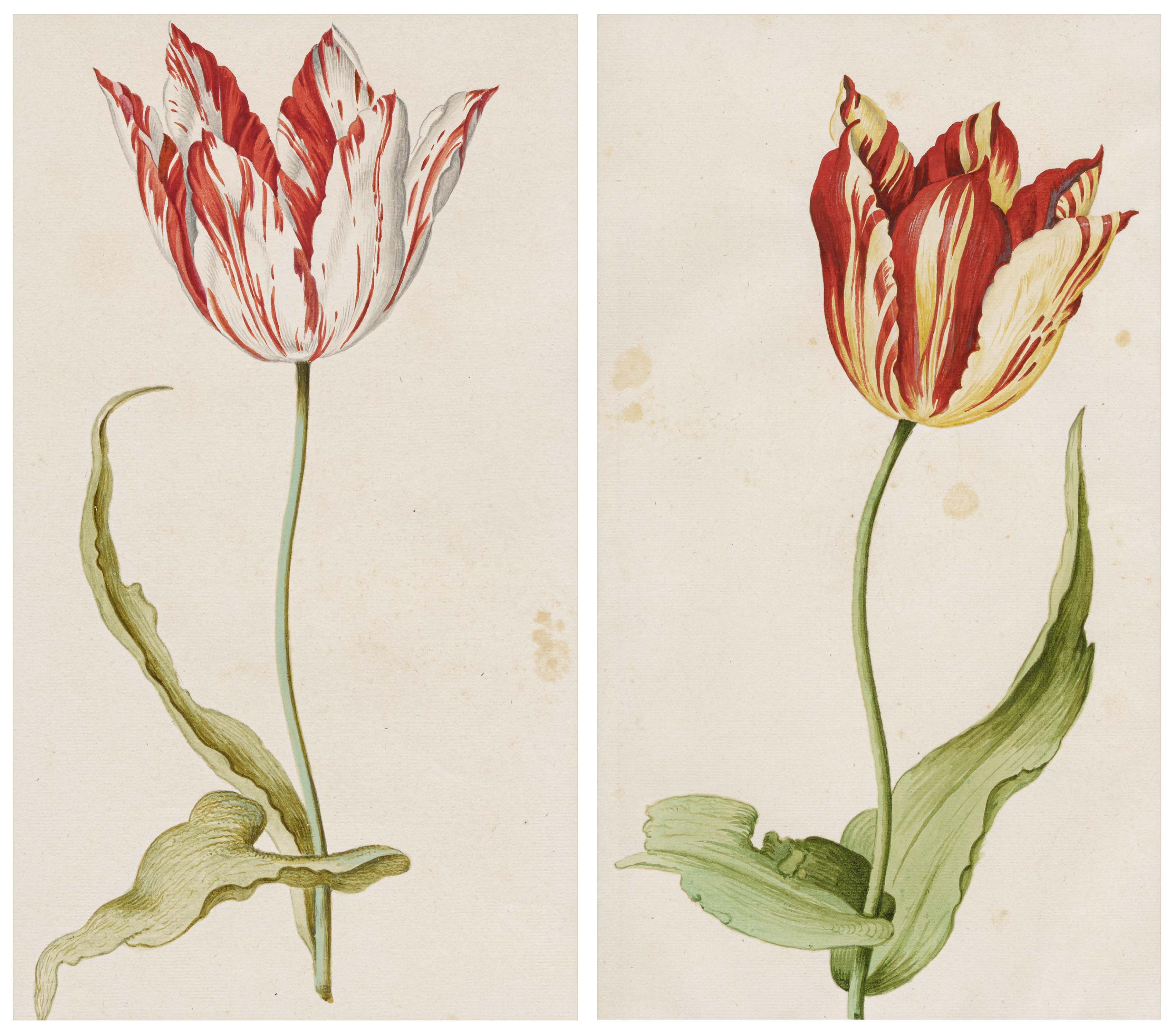 Anthony Claesz - Sechs Aquarelle Tulpen, 67263-7, Van Ham Kunstauktionen