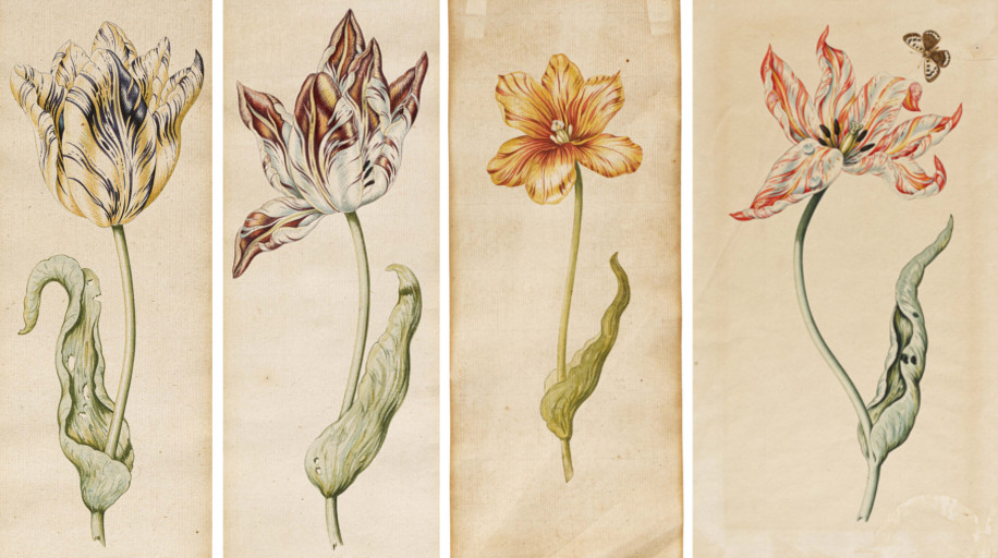 Anthony Claesz - Vier Blaetter mit einzelnen Tulpen, 67263-8, Van Ham Kunstauktionen