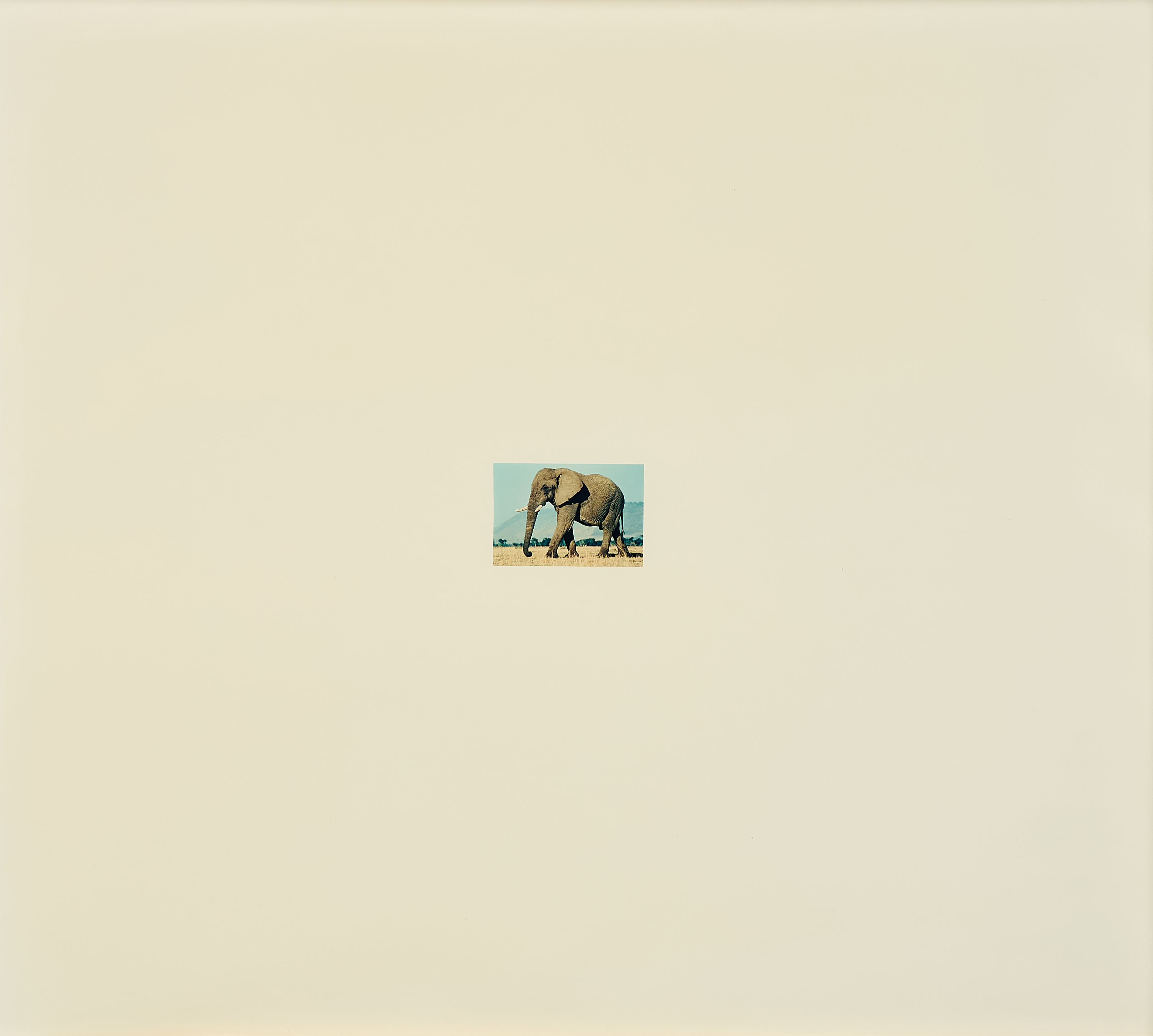 Ayse Erkmen - Elephant, 79527-154, Van Ham Kunstauktionen