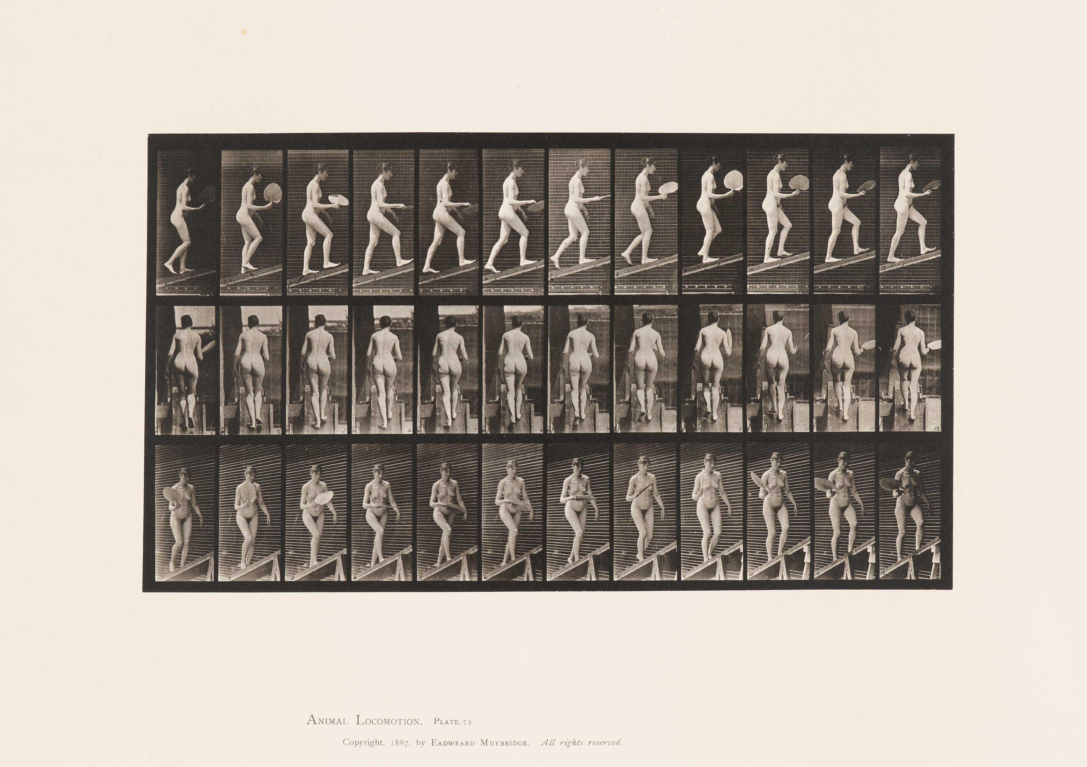 Eadweard Edward James Muybridge - Animal Locomotion Plate 78, 68004-183, Van Ham Kunstauktionen