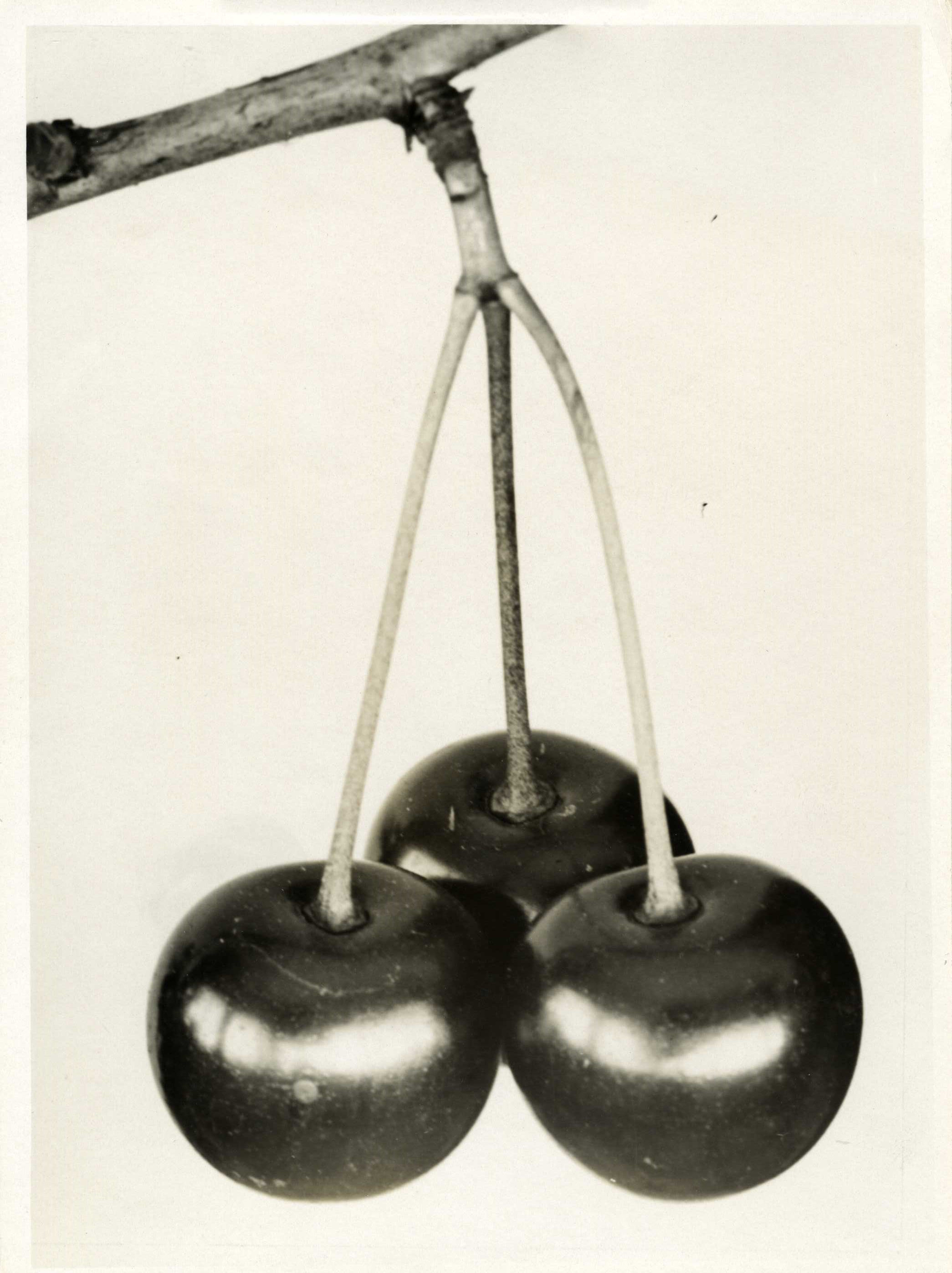Ernest Fuhrmann - Rosacea Prunus cerasus Sauerkirschen, 65064-11, Van Ham Kunstauktionen