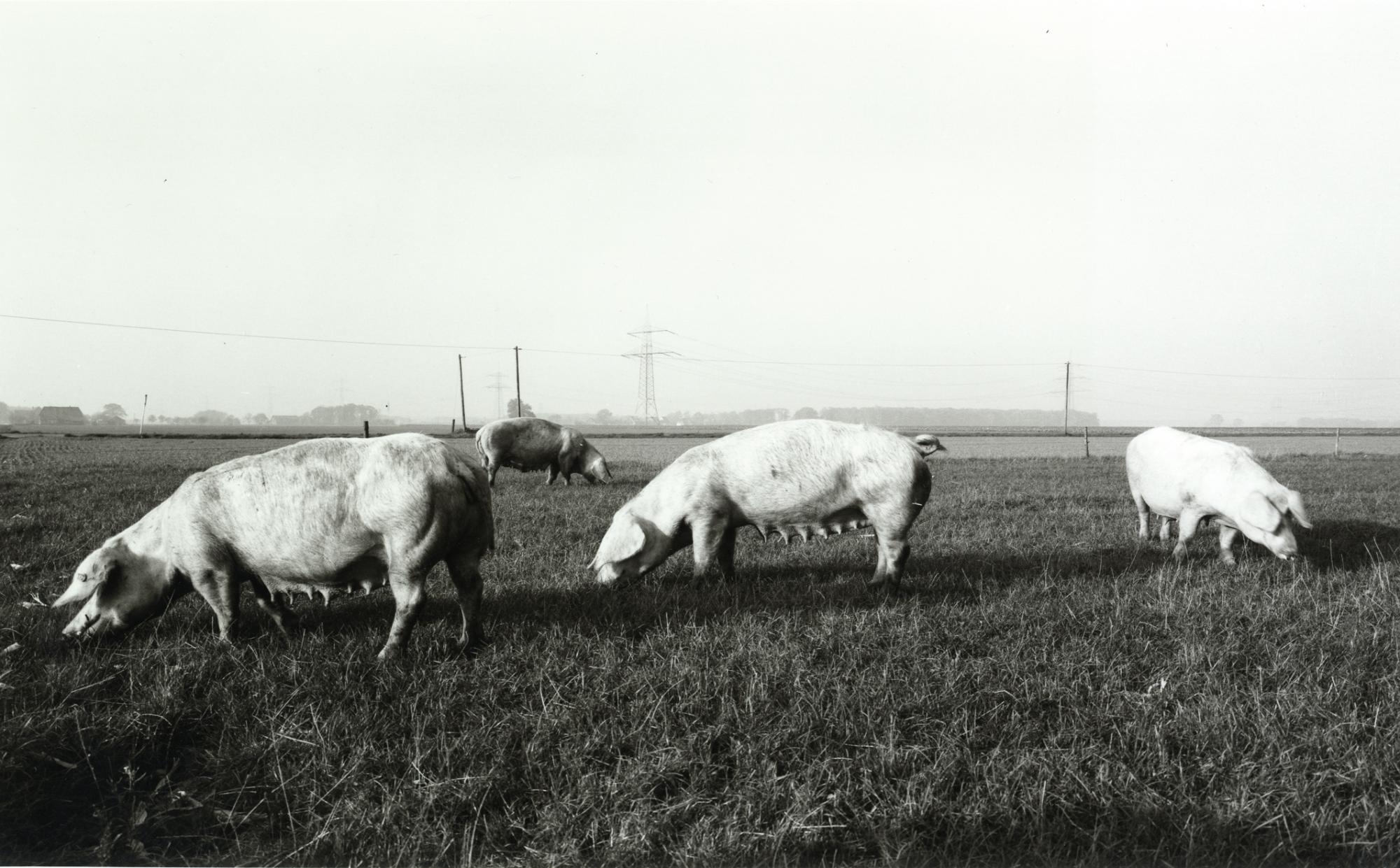 Heinrich Riebesehl - Auktion 312 Los 173, 49728-8, Van Ham Kunstauktionen