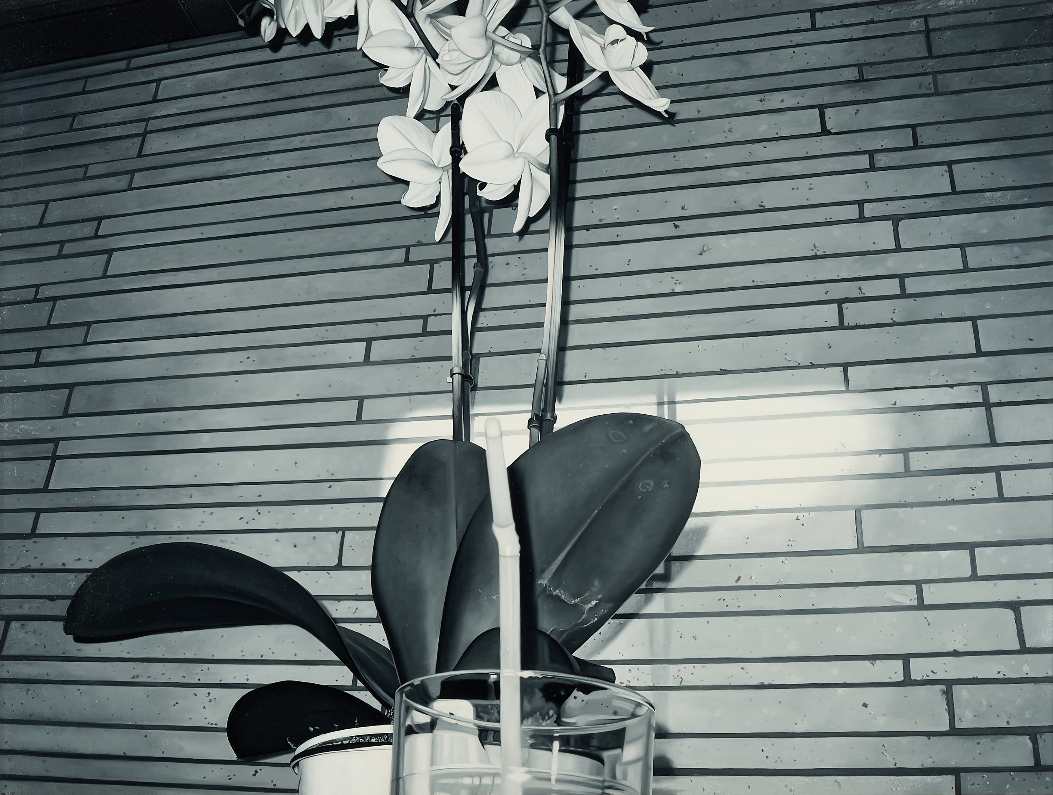 James White - Indoor Nature, 80071-12, Van Ham Kunstauktionen