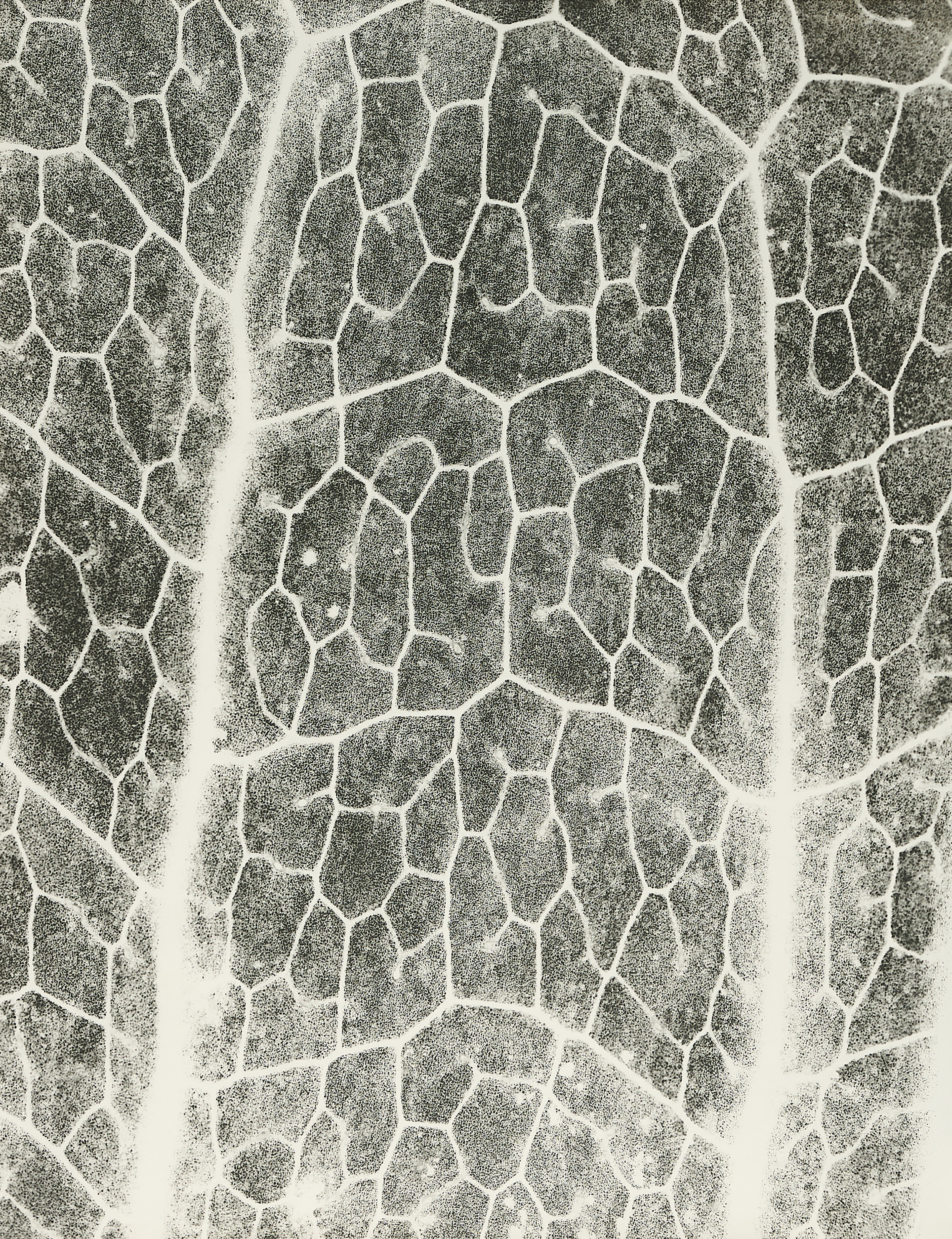 Jochen Lempert - Farn Photosynthese 3, 81351-63, Van Ham Kunstauktionen
