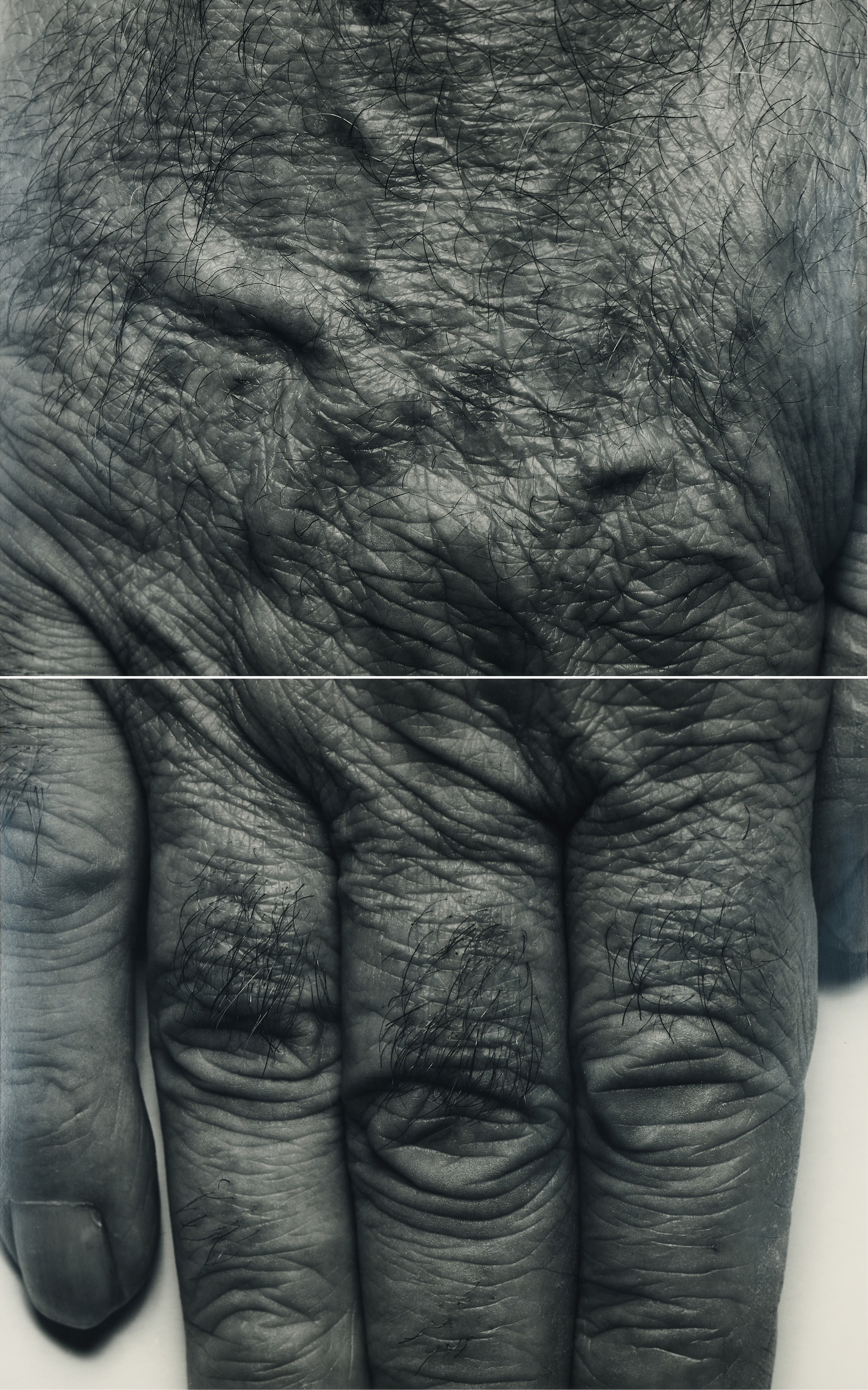 John Coplans - Self Portrait Hand two panels vertical, 80374-95, Van Ham Kunstauktionen