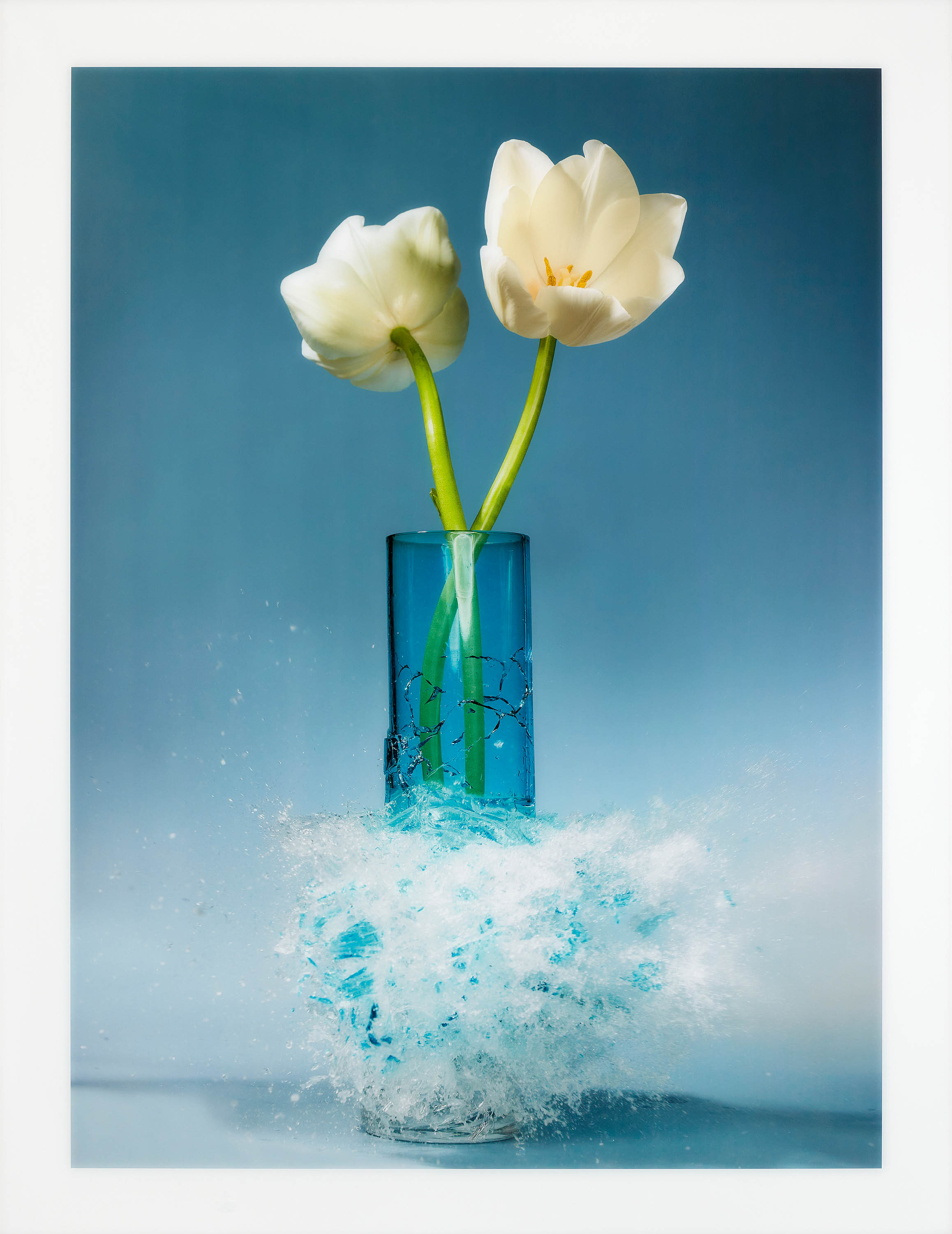 Martin Klimas - Ohne Titel Tulipa, 70001-945, Van Ham Kunstauktionen
