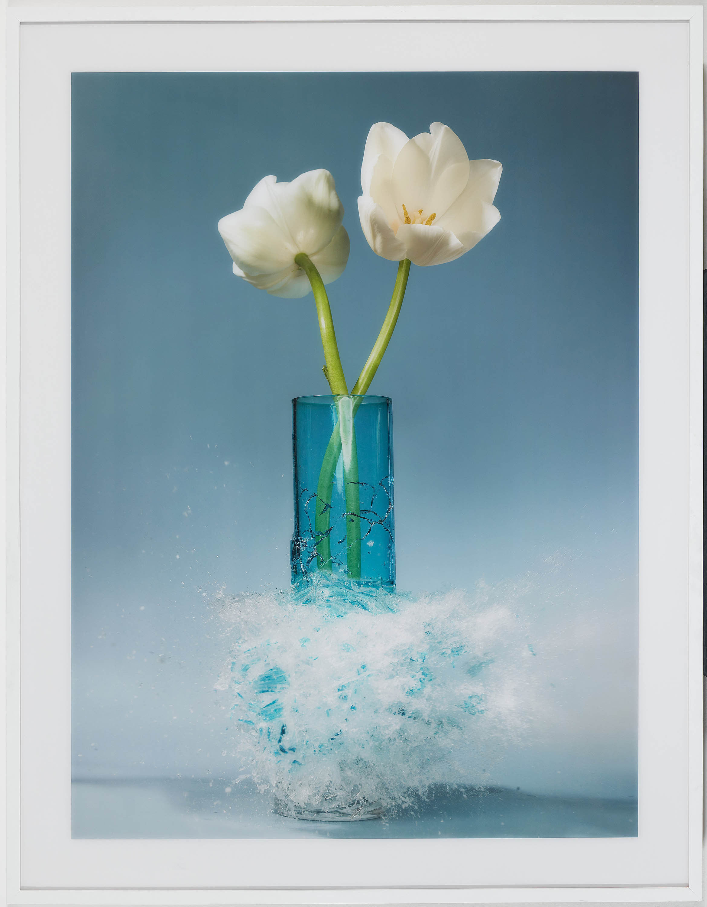 Martin Klimas - Ohne Titel Tulipa, 70001-945, Van Ham Kunstauktionen