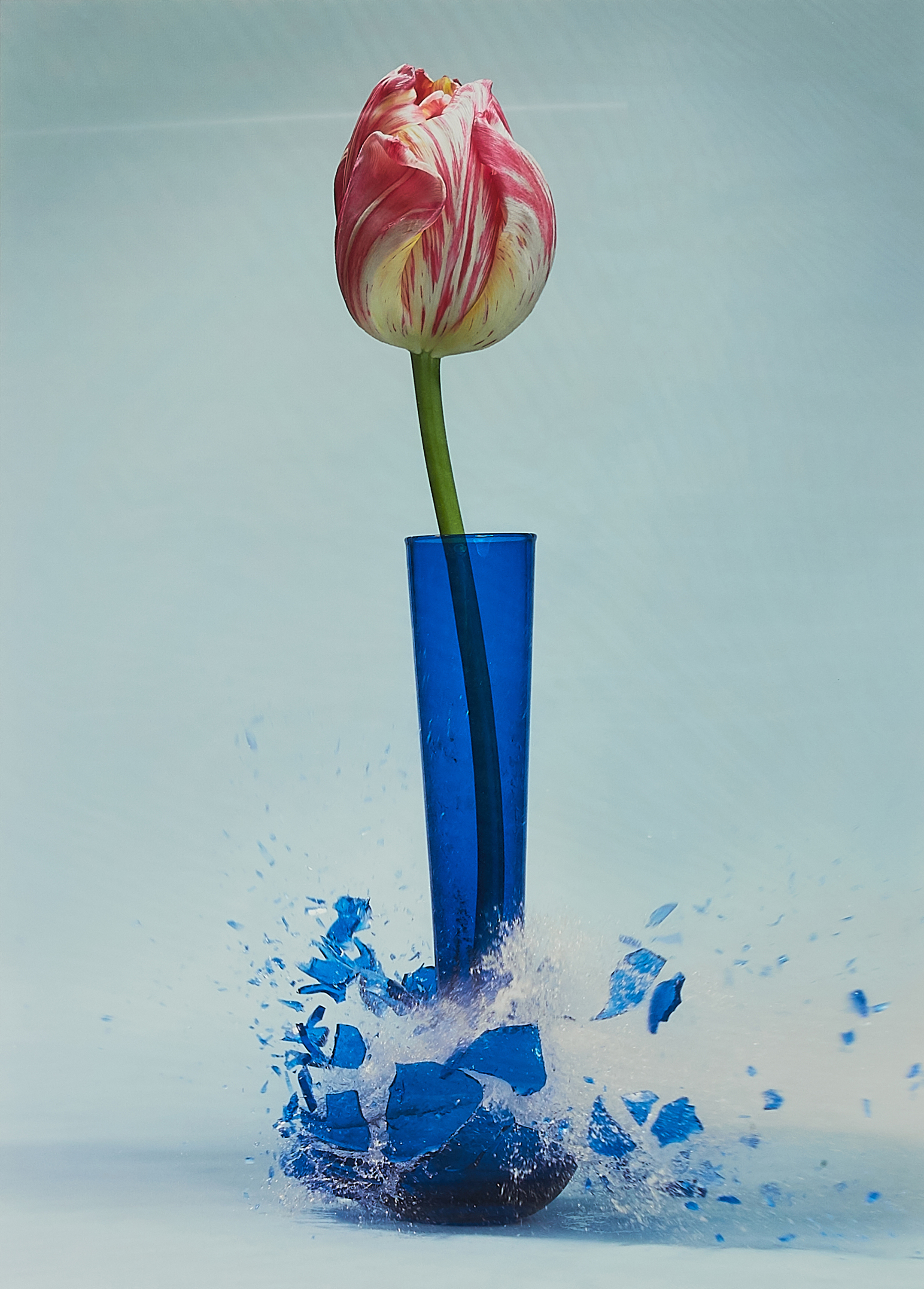 Martin Klimas - Ohne Titel Tulipa II, 70001-770, Van Ham Kunstauktionen