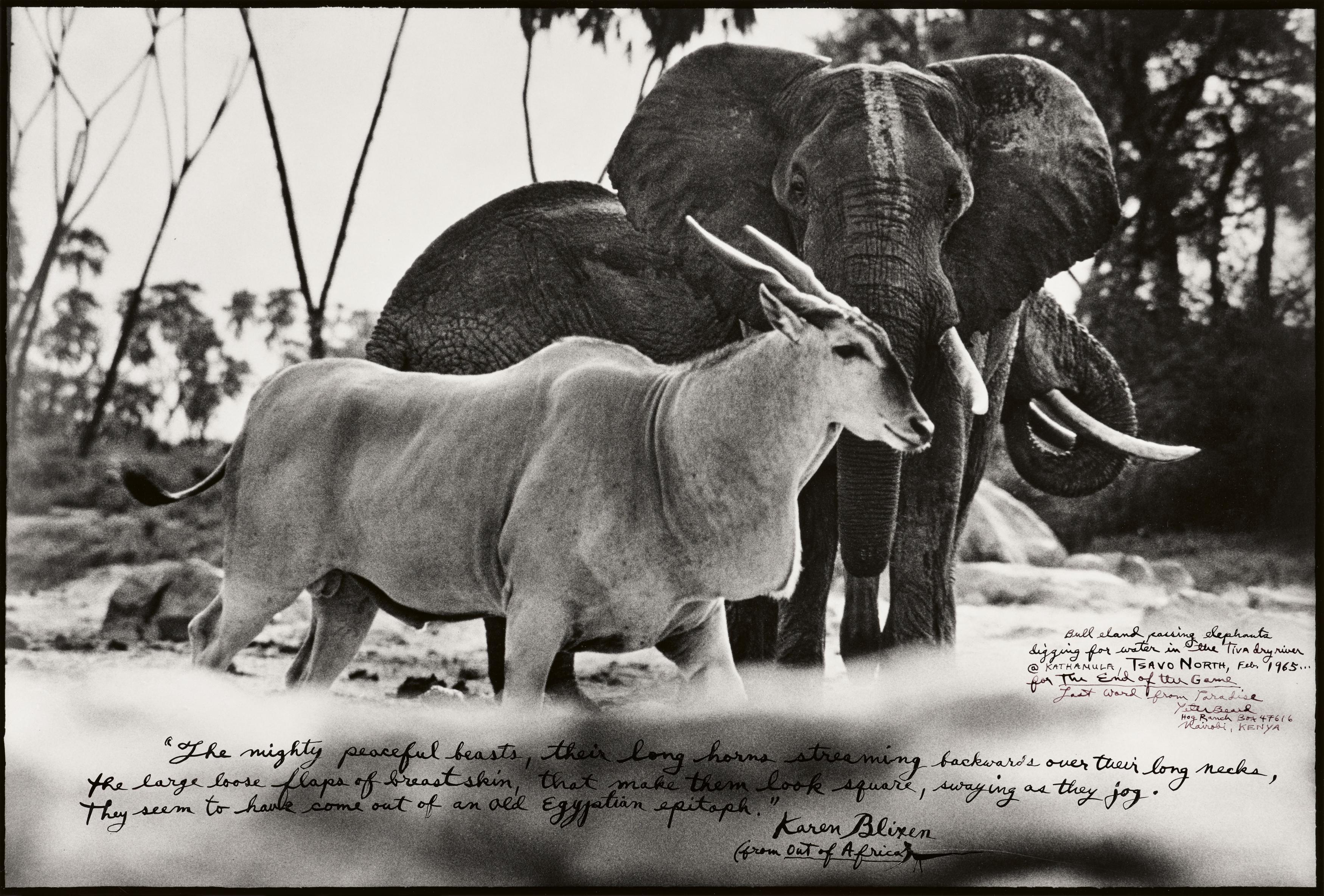 Peter Beard - Bull Eland Passing Elephants Digging for Water in the Tiva Dry River, 82008-1202, Van Ham Kunstauktionen