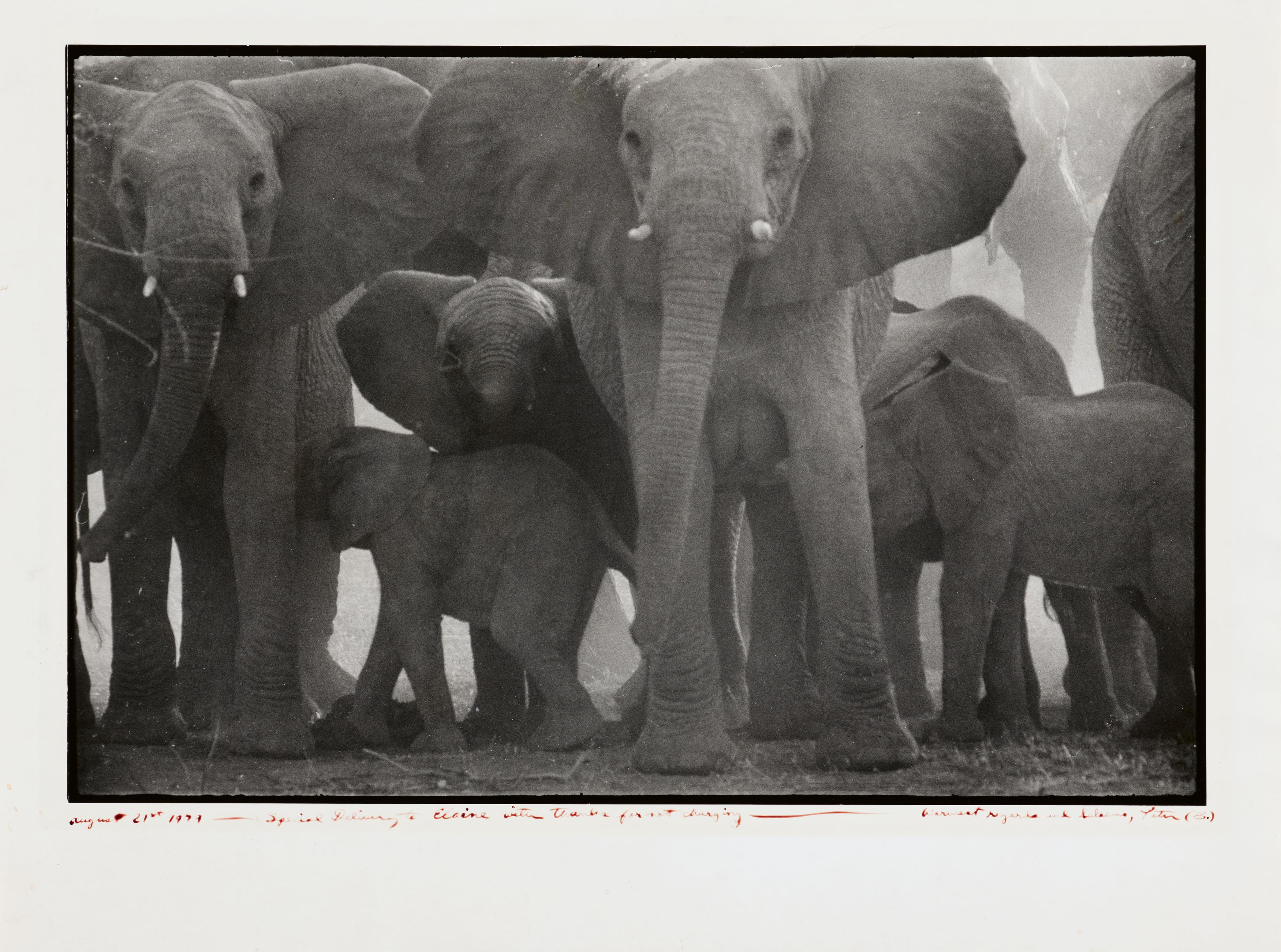 Peter Beard - The End of the Game, 82008-815, Van Ham Kunstauktionen