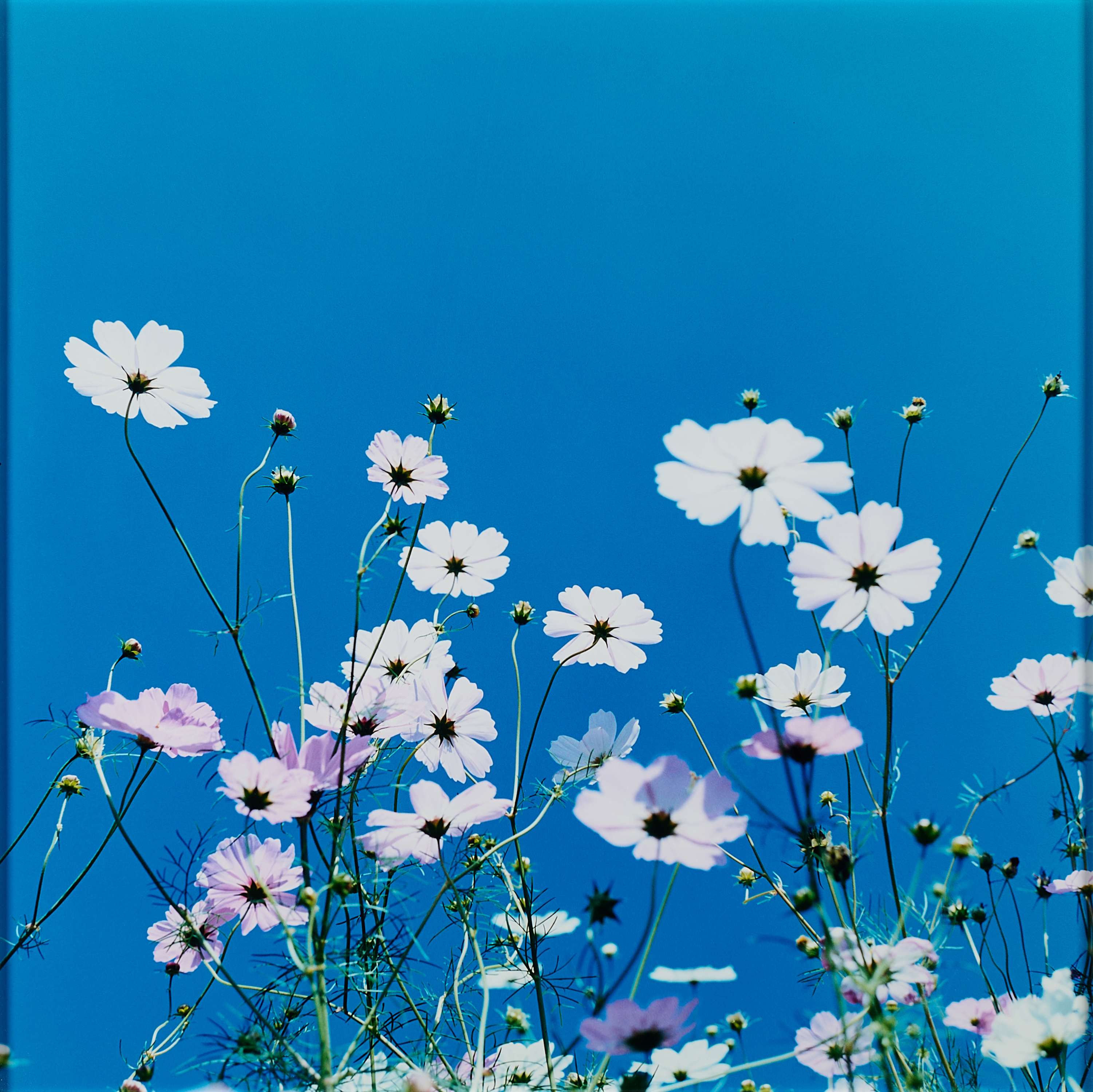 Rinko Kawauchi - Aus Aila, 81351-52, Van Ham Kunstauktionen