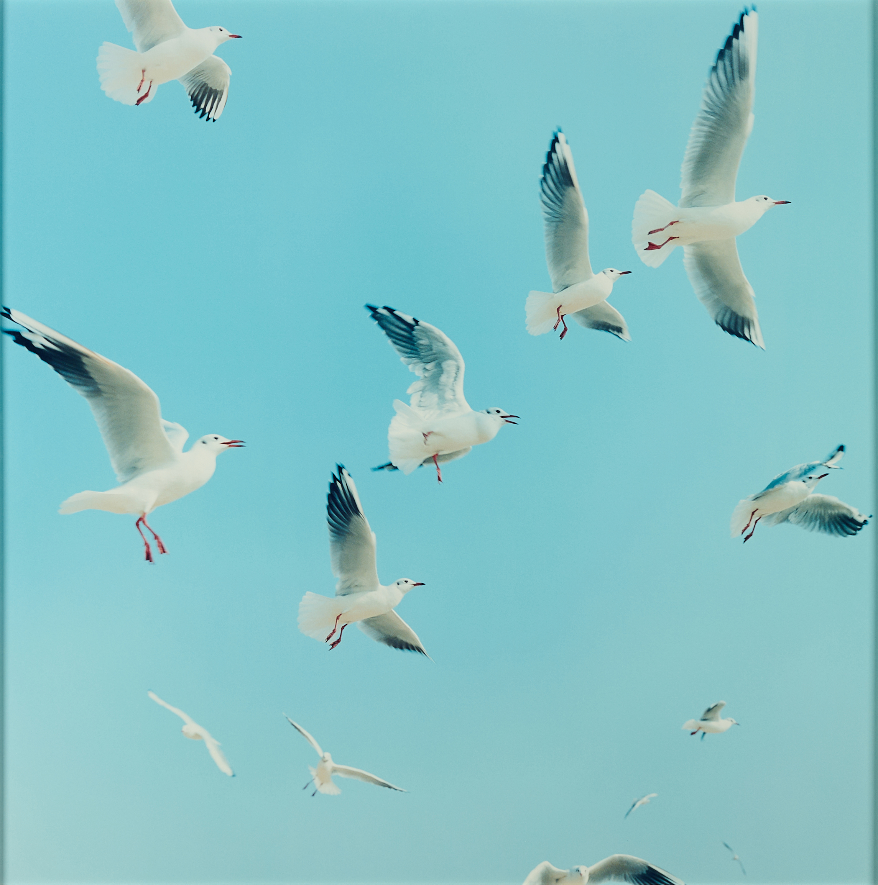 Rinko Kawauchi - Aus Utatane, 81351-50, Van Ham Kunstauktionen