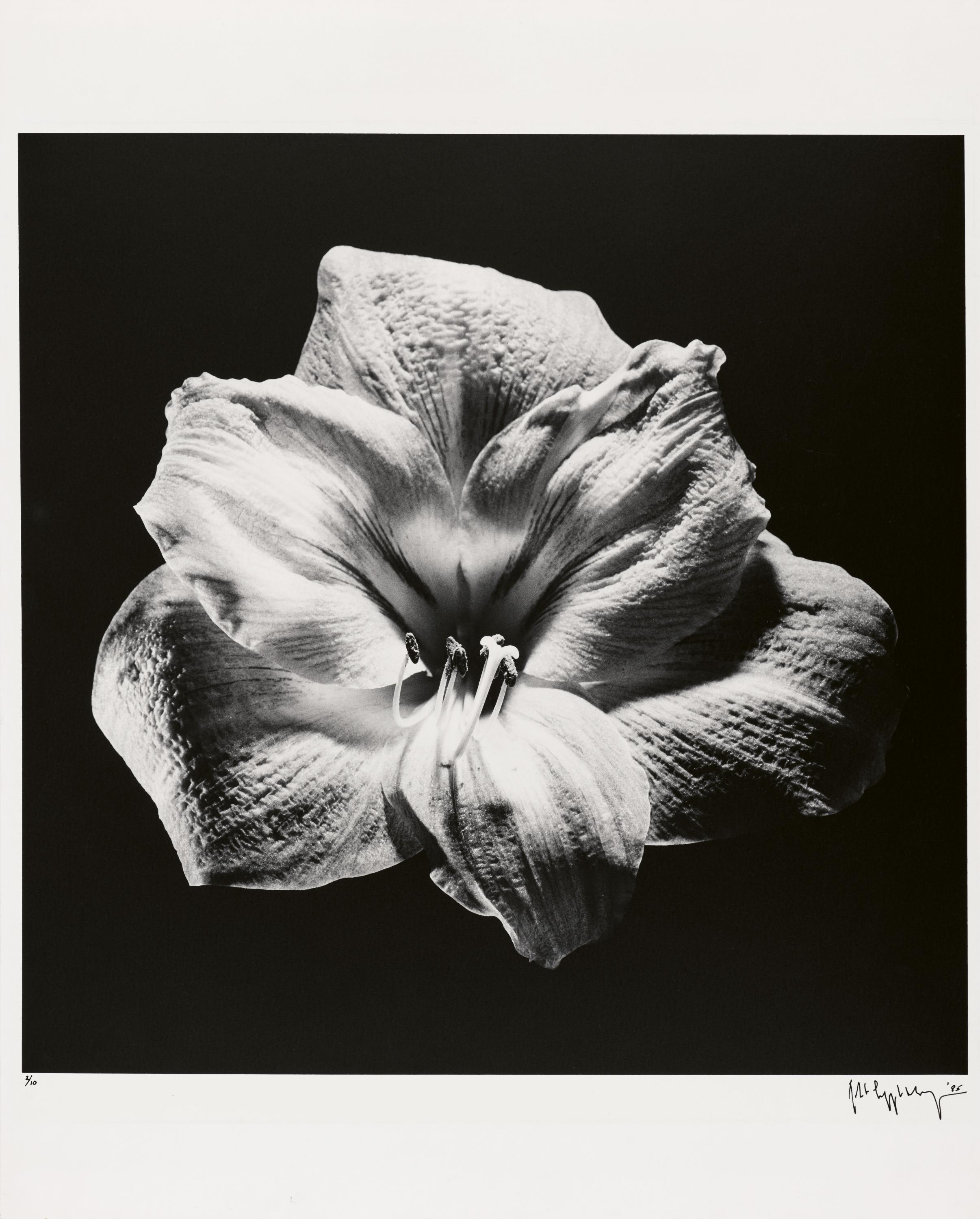 Robert Mapplethorpe - Flower, 82008-1160, Van Ham Kunstauktionen