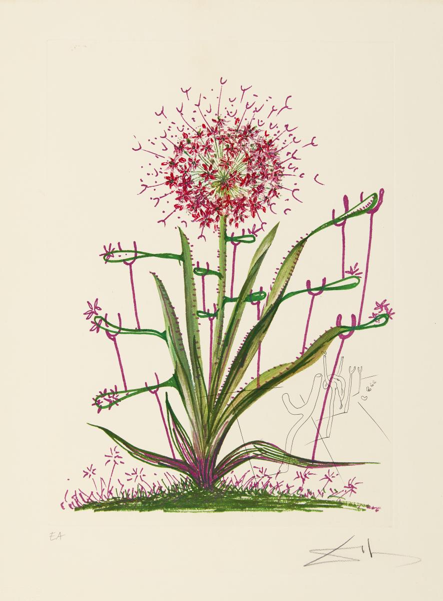 Salvador Dali - Aus Surrealistic Flowers, 66752-1, Van Ham Kunstauktionen