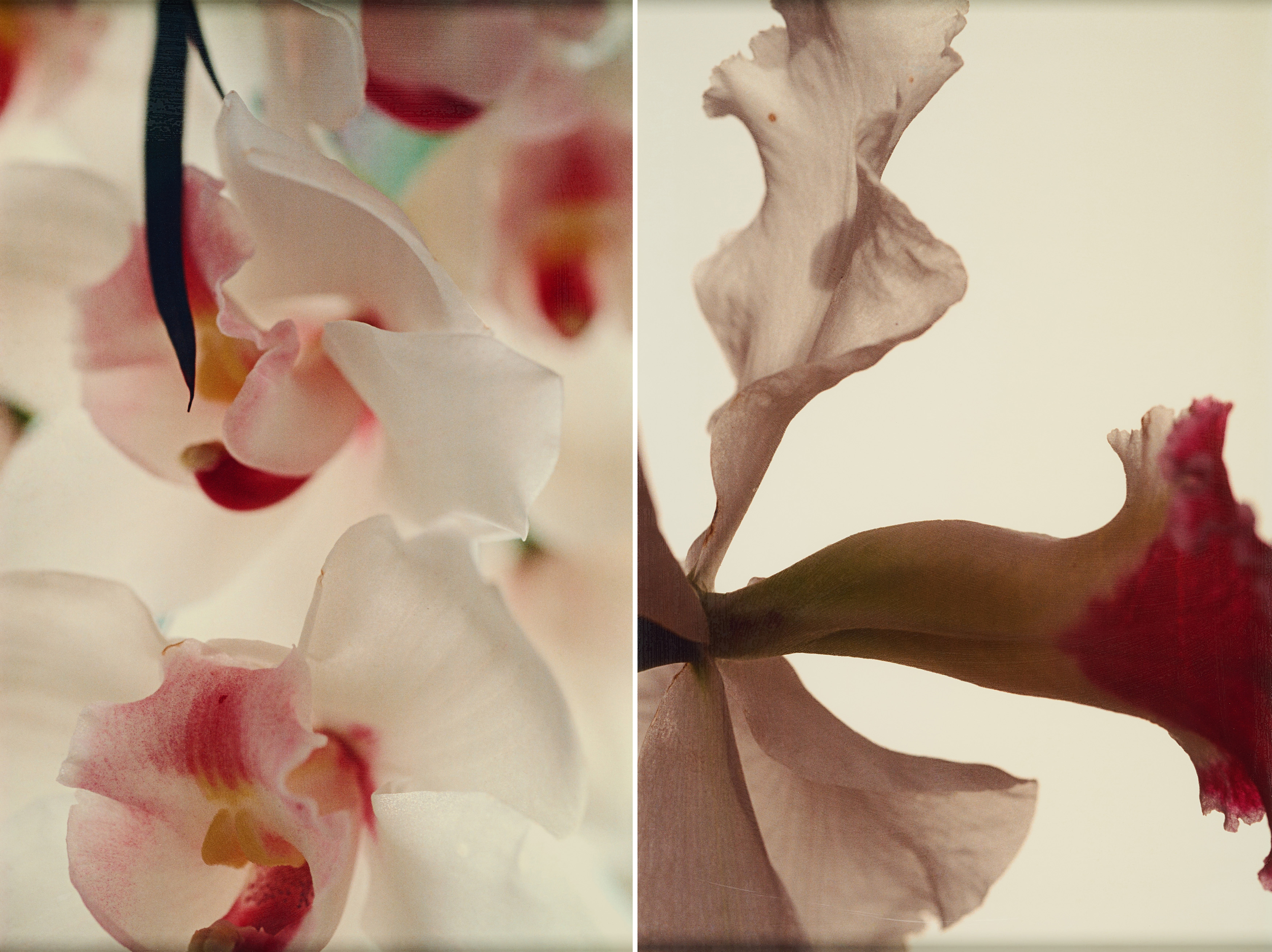 Thomas Florschuetz - Konvolut von 2 Fotografien, 80374-729, Van Ham Kunstauktionen