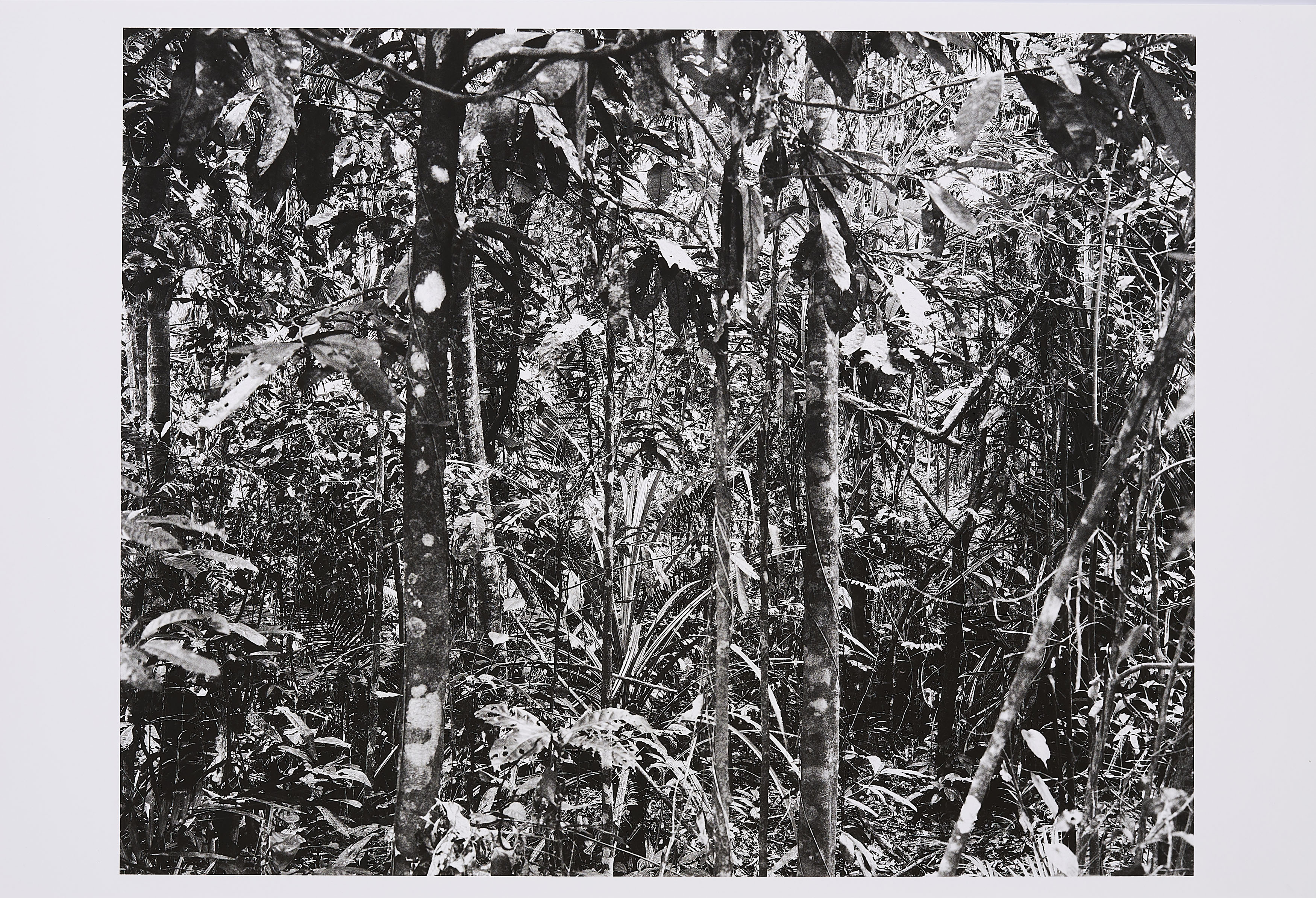 Thomas Struth - Daintree Aus Paradise, 73637-1, Van Ham Kunstauktionen