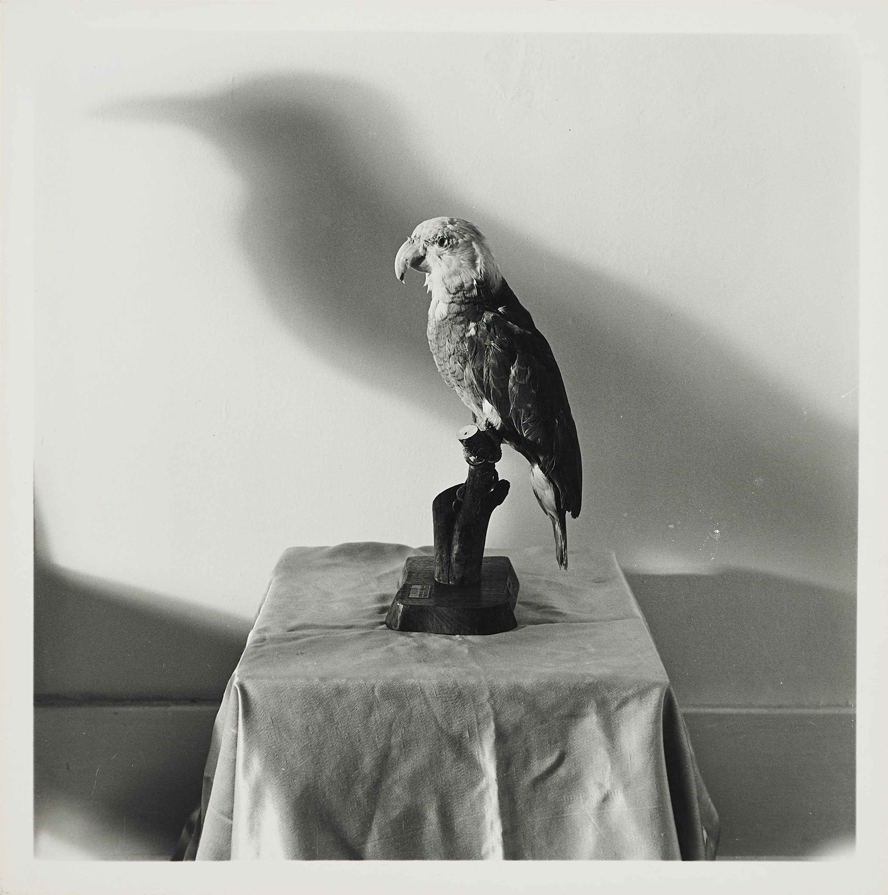 William Wegman - Crow, 81351-116, Van Ham Kunstauktionen