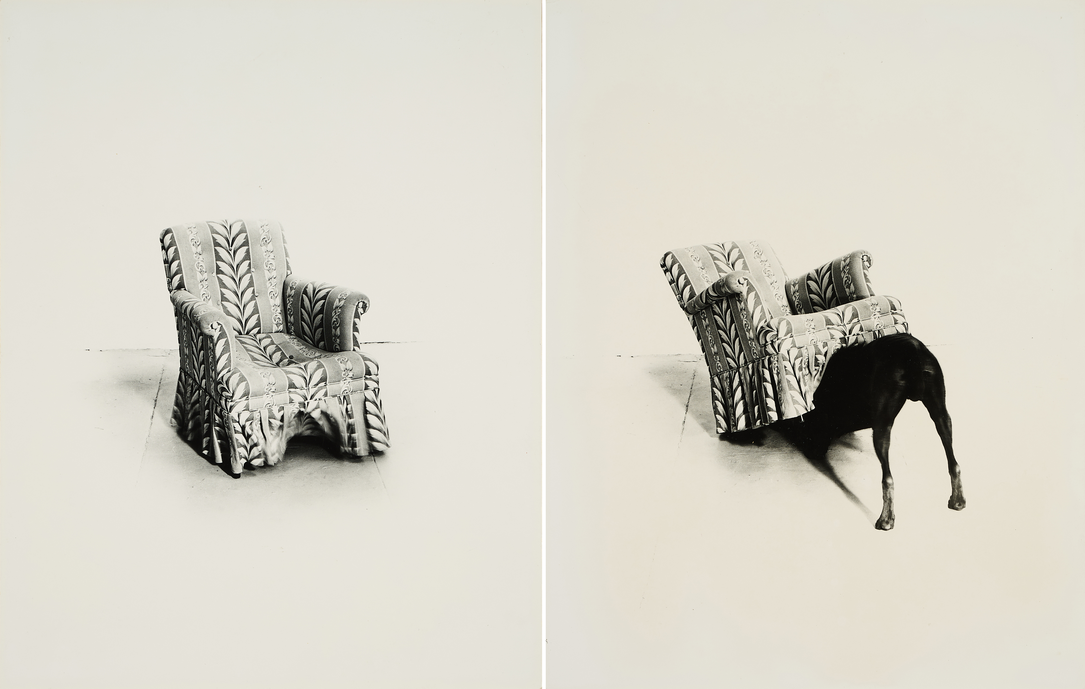 William Wegman - Man Ray mit Sessel, 81351-118, Van Ham Kunstauktionen