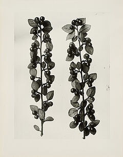 Karl Blossfeldt - Pflanzenformen II, 79339-6, Van Ham Kunstauktionen