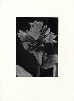 Albert Renger-Patzsch - Campanula Glomerata, 64054-12, Van Ham Kunstauktionen