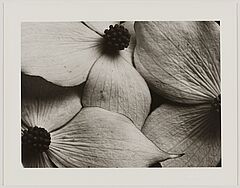 Horst P Horst - Cornus Kousa Korean Dogwood, 82008-1146, Van Ham Kunstauktionen