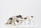 Meissen - Zwei Jagdhunde, 75074-70, Van Ham Kunstauktionen