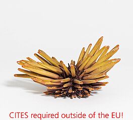 Lanzenseeigel, 68008-396, Van Ham Kunstauktionen