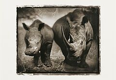 Nick Brandt - Rhino Mother and Child, 82008-259, Van Ham Kunstauktionen