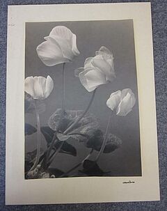 Max Baur - Auktion 312 Los 17, 49627-9, Van Ham Kunstauktionen