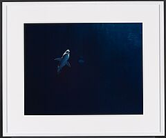 Taryn Simon - Great White Shark in Captivity Million-Gallon Outer Bay Monterey Bay Aquarium Monterey Califonia, 70387-121, Van Ham Kunstauktionen
