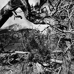 Lee Friedlander - Auktion 312 Los 82, 49204-13, Van Ham Kunstauktionen