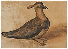 Italienische Schule - Kiebitz nach rechts, 77319-1, Van Ham Kunstauktionen