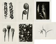 Karl Blossfeldt - Pflanzenformen II, 79339-6, Van Ham Kunstauktionen