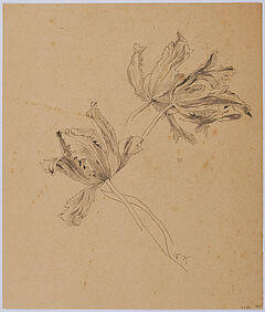 Friedrich Kallmorgen - Konvolut aus zwei Naturstudien Baumstudie Studie zu Papageientulpen, 69447-99, Van Ham Kunstauktionen