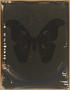 Jeff Cowen - Attacus Atlas, 69617-17, Van Ham Kunstauktionen