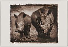 Nick Brandt - Rhino Mother and Child, 82008-259, Van Ham Kunstauktionen