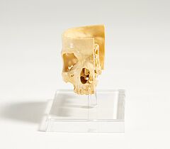 Deutschland - Anatomisches Modell eines menschlichen Schaedels, 74104-2, Van Ham Kunstauktionen