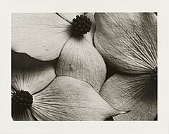 Horst P Horst - Cornus Kousa Korean Dogwood, 82008-1146, Van Ham Kunstauktionen