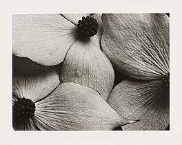 Horst P Horst - Cornus Kousa Korean Dogwood, 82008-1146, Van Ham Kunstauktionen