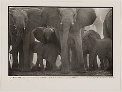 Peter Beard - The End of the Game, 82008-815, Van Ham Kunstauktionen