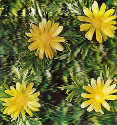 Andy Warhol - Auktion 337 Los 424, 52401-2, Van Ham Kunstauktionen