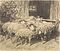 Heinrich von Zuegel - Zwei Kohlezeichnungen Ochsengespann  Schafe vor der Stalltuer, 69927-15, Van Ham Kunstauktionen