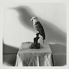 William Wegman - Crow, 81351-116, Van Ham Kunstauktionen