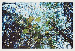 Gabriel Orozco - Light through Leaves fuer Parkett 48, 77046-88, Van Ham Kunstauktionen