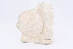 Gruppe von verschiedenen Mineralien und 3 Versteinerungen, 68008-470, Van Ham Kunstauktionen