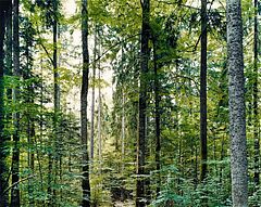 Thomas Struth - Paradise 19 Bayrischer Wald bei Zwiesel, 57902-91021, Van Ham Kunstauktionen