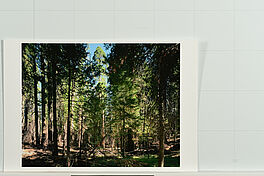 Thomas Struth - Yosemite National Park Aus Paradise, 65276-31, Van Ham Kunstauktionen