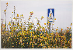 Hans Haacke - Ohne Titel, 79527-212, Van Ham Kunstauktionen